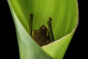 Research Prints: Spix's disk-winged bat (Thyroptera tricolor) roosting within a plantation banana leaf
