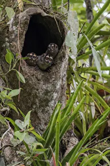 Three Spixs night monkeys (Aotus vociferans) looking out of a hole in a tree trunk