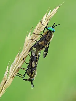 Horse Fly Prints: Splayed deerflies (Chrysops caecutiens) pair mating pair on grass stem