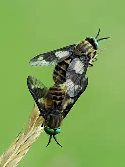 Horse Fly Prints: Splayed deerflies (Chrysops caecutiens) pair mating pair on grass stem