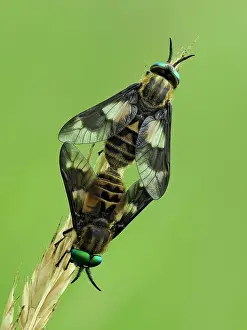 Horse Fly Prints: Splayed deerflies (Chrysops caecutiens) pair mating pair on grass stem