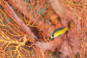 Melithaea Prints: Splendid dottyback (Pseudochromis splendens) swimming in front of a Seafan (Melithaea sp)