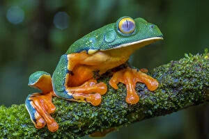 Amphibian Gallery: Splendid leaf frog (Cruziohyla calcarifer) La Selva Field Station, Costa Rica