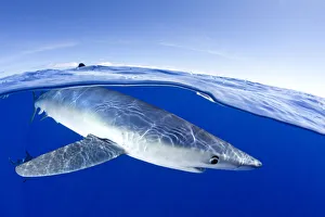 Azores Prints: Split image of Blue shark (Prionace glauca) close to the surface, Pico Island, Azores