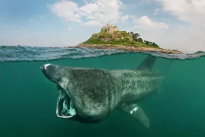 Alex Mustard Gallery: A split level digital composite showing a Basking shark (Ceterhinus maximus