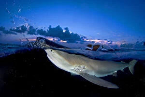 Alex Mustard 2021 Update Gallery: Split level image of Caribbean reef shark (Carcharhinus perezi) breaking surface at dusk