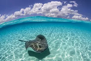 2020 March Highlights Gallery: Split level image of a Southern stingray (Dasyatis americana) swimming over a sand bar