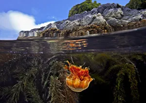 Kelp Prints: Split level of a Lions mane Jellyfish (Cyanea capillata