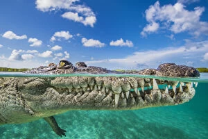 Split level photo of an American crocodile (Crocodylus acutus