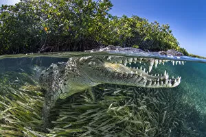 Split level photo of an American crocodile (Crocodylus acutus