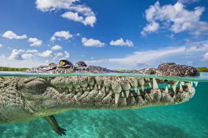 Reptile Prints: Split level photo of an American crocodile (Crocodylus acutus