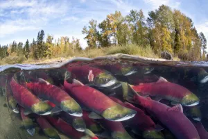 A split level photo of group of Sockeye salmon (Oncorhynchus nerka