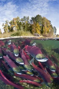 Split level photo of group of Sockeye salmon (Oncorhynchus nerka) fighting their