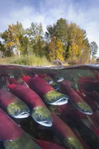 Uncatalogued Prints: A split level photo of group of Sockeye salmon (Oncorhynchus nerka) fighting their