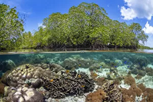 Split level photo of mangrove scenery, with hard corals ( including Goniopora sp