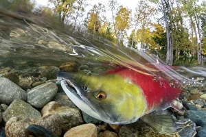 Split level photo of Sockeye salmon (Oncorhynchus nerka) swimming upstream, migrating back to the river of its birth to spawn. Trees showing autumnal colours. Adams river, British Columbia, Canada, October