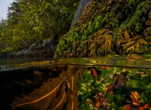 Split level shot of kelp and other seaweeds partly exposed at low tide