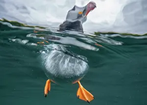 Common Puffin Prints: Split level view of an Atlantic puffin (Fratercula arctica) on the surface of the sea