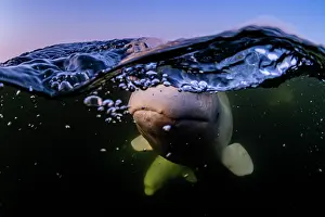 Arctic Ocean Prints: Split level view of Beluga whales (Delphinapterus leucas) pod underwater