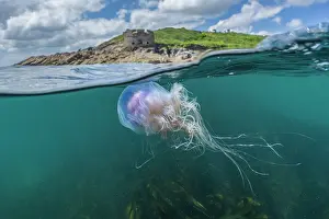 Seaweed Prints: Split level view of a Blue jellyfish (Cyanea lamarckii)