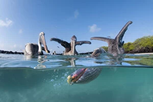 2018 January Highlights Gallery: Split level view of Brown pelicans (Pelecanus occidentalis) feeding, Tortuga Bay