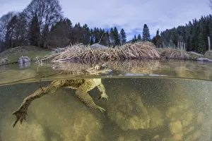 Split level view of Common toad male (Bufo bufo) waiting for a female during