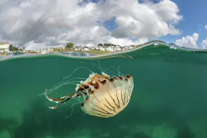 Split Level Prints: Split level view of Compass jellyfish (Chrysaora hysoscella)