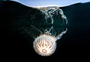 Split Level Prints: Split level view of Compass jellyfish (Chrysaora hysoscella) at sunset