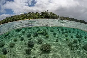 Split Level Prints: Split level view of a coral nursery in shallow water run by Reef Explorer Fiji