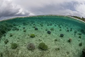 Split Level Prints: Split level view of a coral nursery in shallow water run by Reef Explorer Fiji