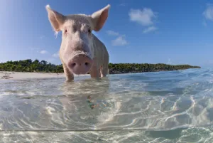 split level view of a domestic pig (Sus domestica) bathing in the sea. Exuma Cays, Bahamas