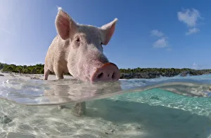 Split level view of a domestic pig (Sus domestica) bathing in the sea. Exuma Cays, Bahamas