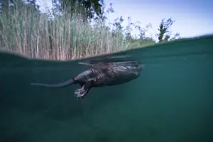 Split Level Prints: Split level view of European beaver (Castor fiber) swimming on the surface