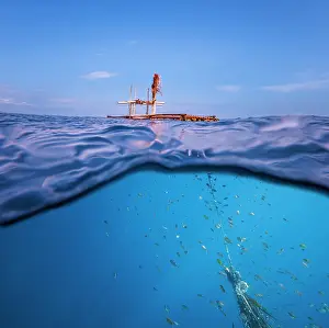 Split Level Prints: Split level view of fish sheltering under a floating bamboo structure
