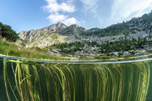 Lilianae Prints: Split level view of Floating bur-reed (Sparganium angustifolium) in lake and mountains in background