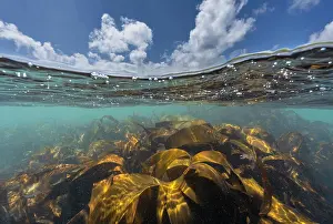 Seaweed Prints: Split level view of Golden kelp (Laminaria ochroleuca) reflecting the sunlight under a blue sky