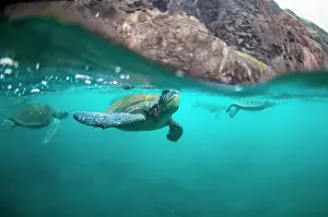 Chelonia Prints: Split level view of Green turtle (Chelonia mydas) coming up to breathe
