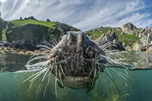 Split Level Prints: Split level view of Grey seal (Halichoerus grypus) female