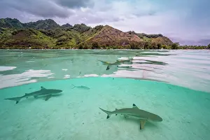 Carcharhinus Prints: Split level view of group of Blacktip reef sharks (Carcharhinus melanopterus) juvenile