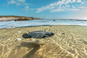 Journey Prints: Split level view of Kemp's ridley turtle (Lepidochelys kempii) hatchling swimming in shallow water