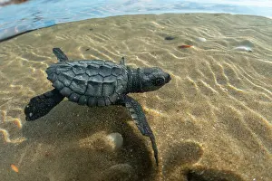 Journey Prints: Split level view of Kemp's ridley turtle (Lepidochelys kempii) hatchling swimming in shallow water