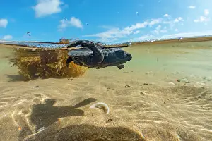 Journey Prints: Split level view of Kemp's ridley turtle (Lepidochelys kempii) hatchling swimming in shallow water