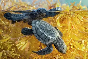 Seaweed Prints: Split level view of two Kemp's ridley turtle (Lepidochelys kempii) hatchlings in shallow water among Kelp