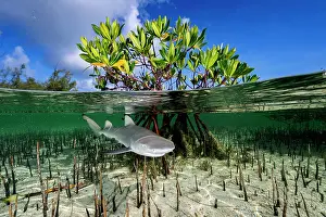 Split Level Prints: Split level view of Lemon shark (Negaprion brevirostris) pup in mangrove nursery