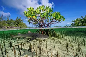 Split Level Prints: Split level view of Lemon shark (Negaprion brevirostris) pup in a mangrove nursery