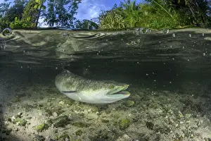 Split Level Prints: Split level view of a Marbled eel (Anguilla marmorata) swimming in a shallow stream in Naraibina village