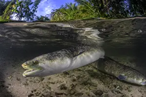 Split Level Prints: Split level view of a Marbled eel (Anguilla marmorata) swimming in a shallow stream in Naraibina village