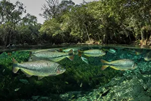 School Prints: Split level view of Piraputanga (Brycon hilarii) shoal swimming close to water surface