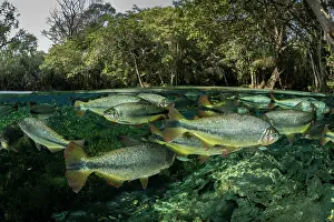 School Prints: Split level view of Piraputanga (Brycon hilarii) shoal swimming close to water surface