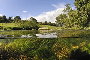 Aquatic Gallery: Split-level view of the River Leith, showing Water-crowfoot (Ranunculus fluitans subsp